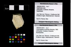 Foto (Objekt + Etikett) von Cracensigillatus acutirostris (Moericke, 1889)  (NHMW-GEO-1990-0041-3919)